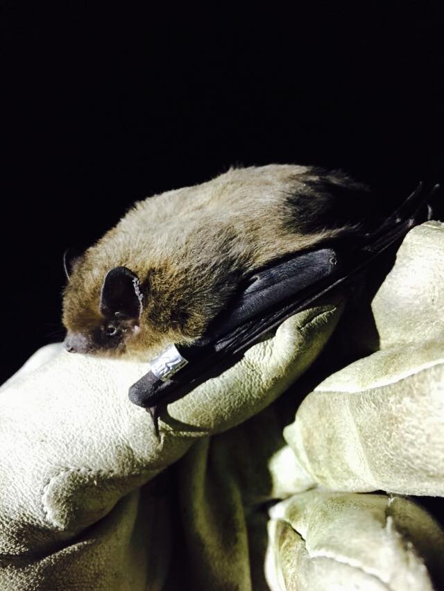 Broma Buena voluntad Onza South Lancashire Bat Group | Registered Charity 1109519